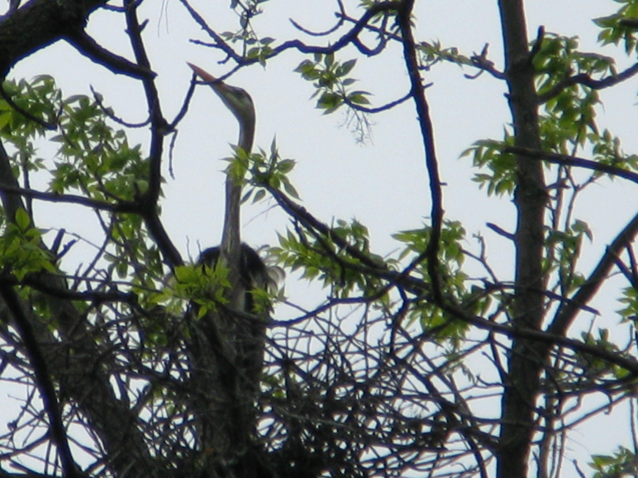 Great Blue Heron