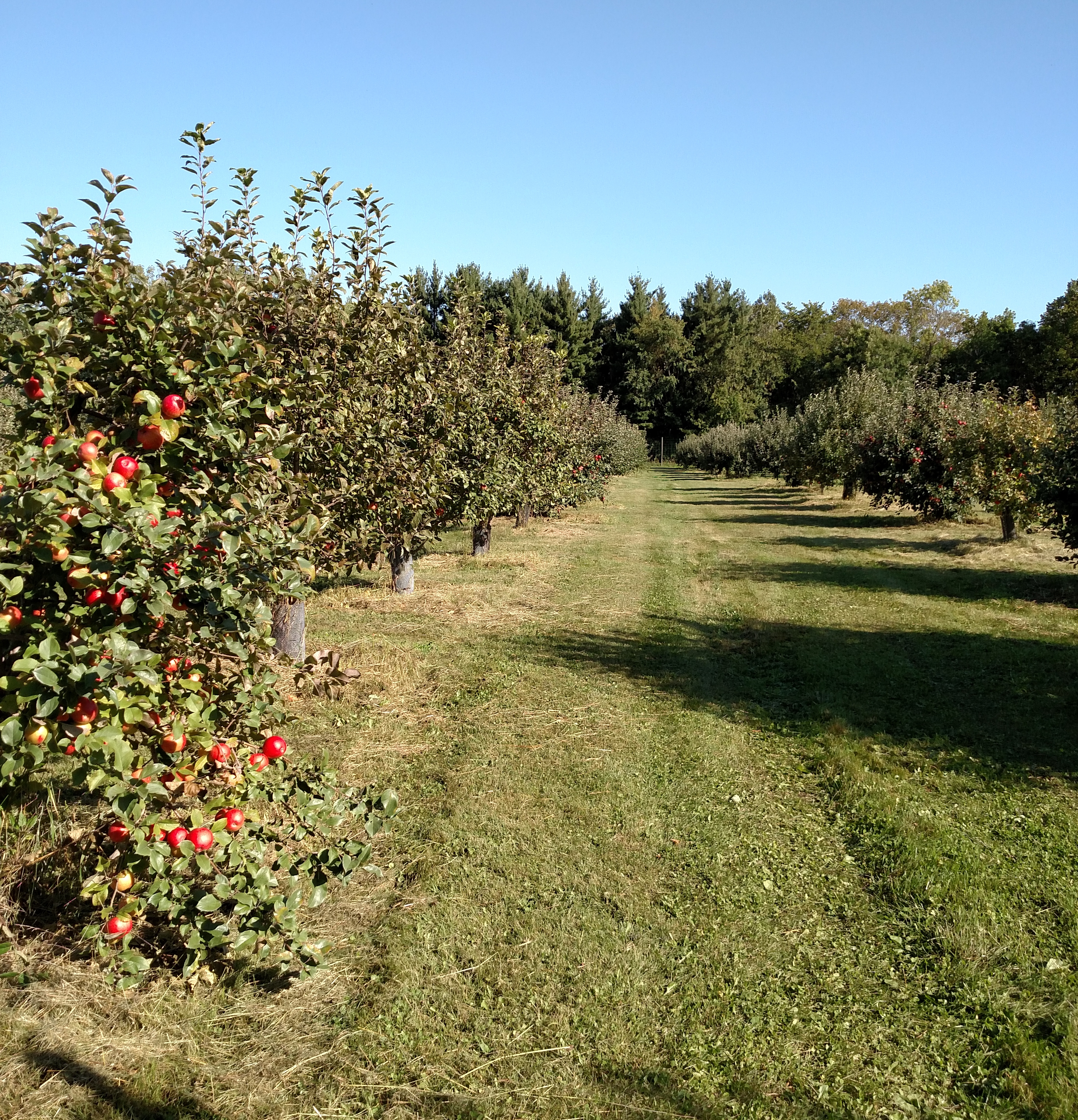 apple orchard 2017